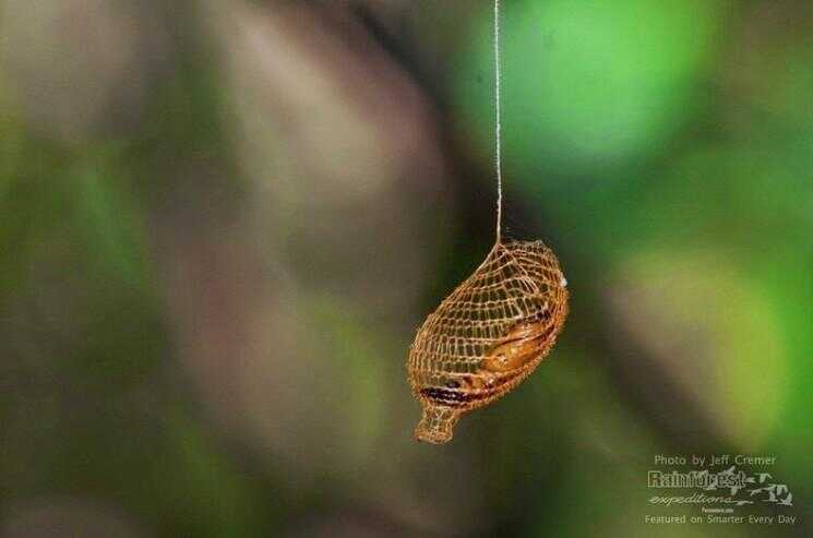 Cocoon de la Urodidae Moth