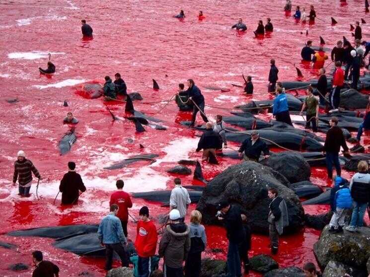 Mass chasse à la baleine dans les îles Féroé congé mer Blood Red