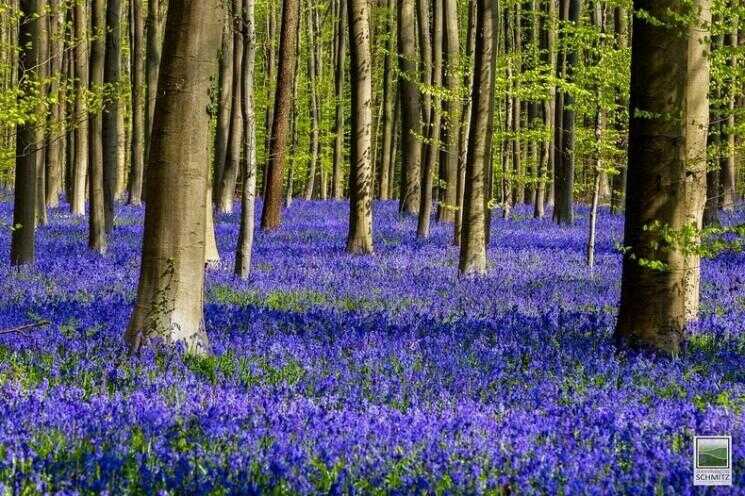 Hallerbos, La forêt bleue de Belgique
