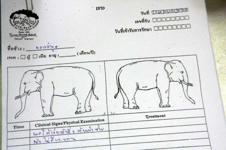 Première Elephant Hospital monde en Thaïlande
