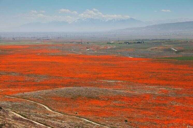 Poppy Reserve Antelope Valley en Californie