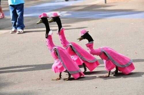 Il ya un défilé de mode pour les canards.  C'est tout.