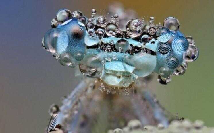 Dew couvert insectes photographiés par Ondrej Pakan