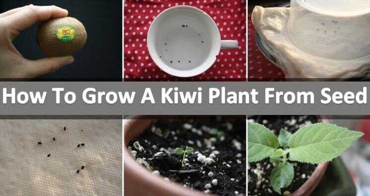 Comment faire pousser une plante Kiwi De Seed - DIY