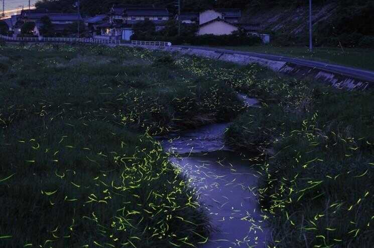 Superbes Longue exposition Photos de l'or Fireflies