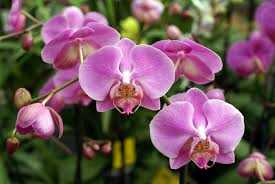 Top 10 des meilleures Fleur espèces dans le monde