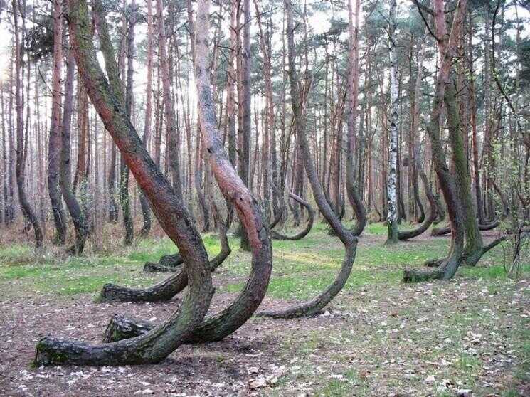La forêt Crooked de Gryfino, Pologne